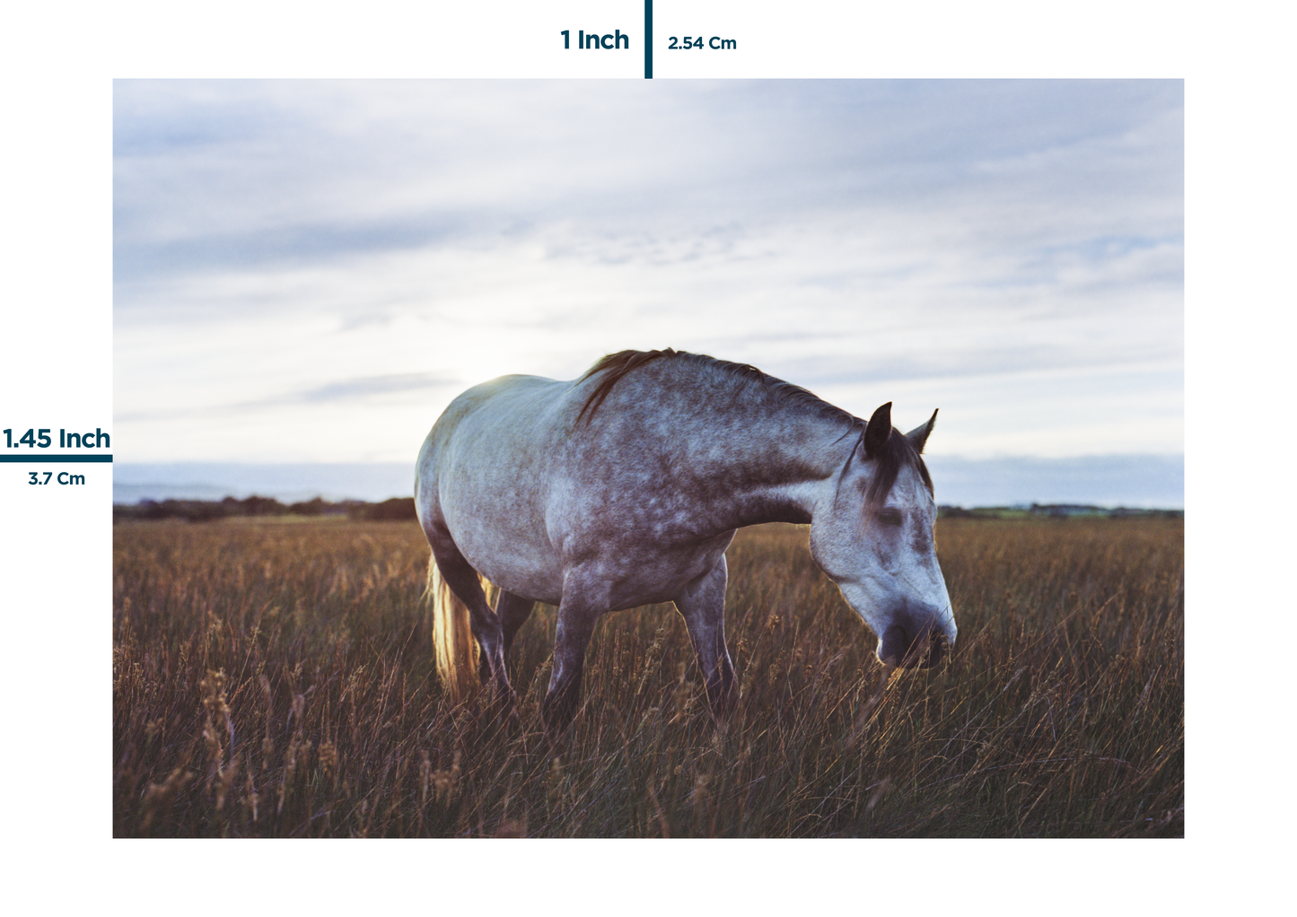 Horse, Tullaree - County Kerry (A3)